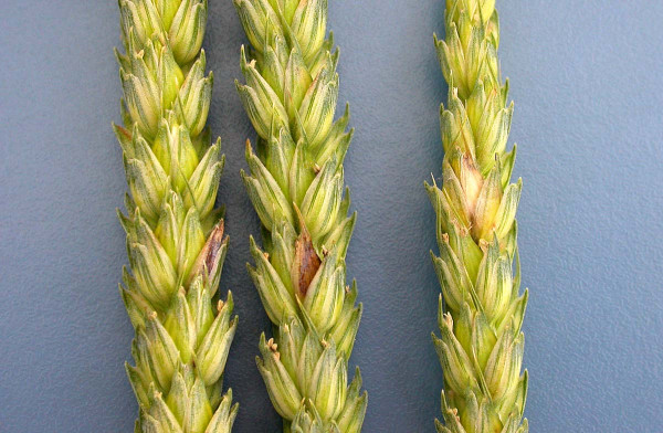Klasy pšenice s příznaky napadená Fusarium sp.