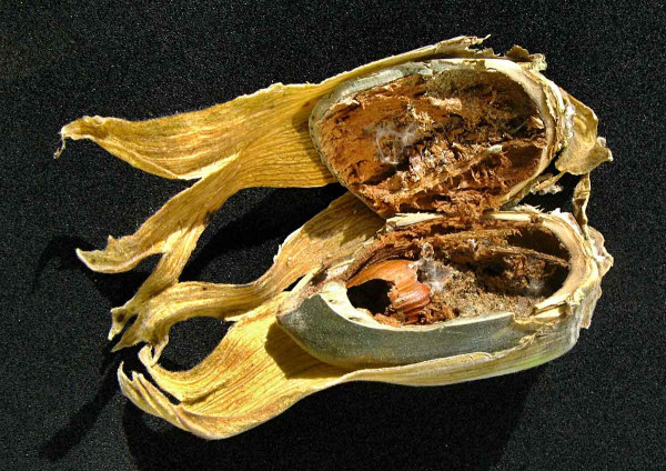 Larva nosatce lískového poškozuje plod