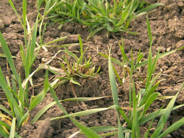 Obr. 8: Regenerující sveřep jalový v porostu ozimé pšenice po nevhodné předseťové přípravě a absenci orby, resp. glyphosátového ošetření