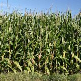 Výnosy a kvalita píce kukuřice na siláž v různých půdně-klimatických podmínkách ČR v roce 2020 - předběžné výsledky