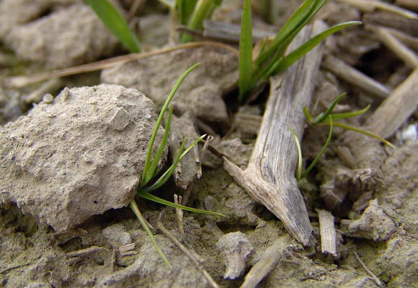 Obr. 1: Po zeslábnutí reziduálního působení půdních herbicidů mohou plevele (na obrázku lipnice roční) vzcházet zpod hrud a rostliných zbytků na povrchu půdy