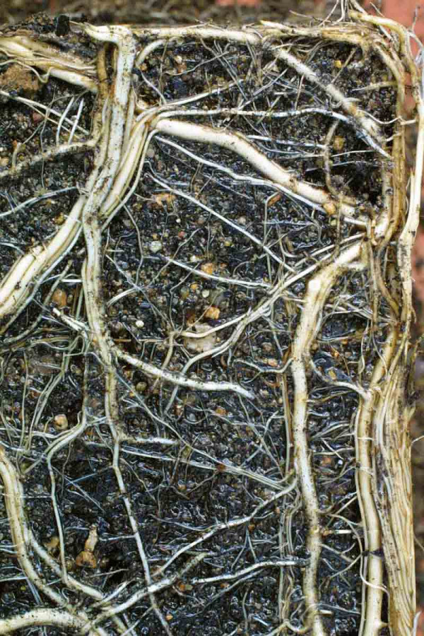 Důležité je poškodit kořenový systém vytrvalých plevelů