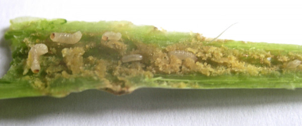 Obr. 3: Larvy krytonosce řepkového v řapíku listu