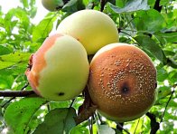 Moniliniová hniloba jádrovin na jablkách
