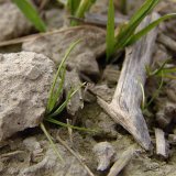 Podzimní herbicidní ošetření ozimých obilnin: současné možnosti a budoucnost