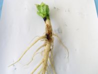 Kořen řepky ozimé poškozený od larev květilky zelné
