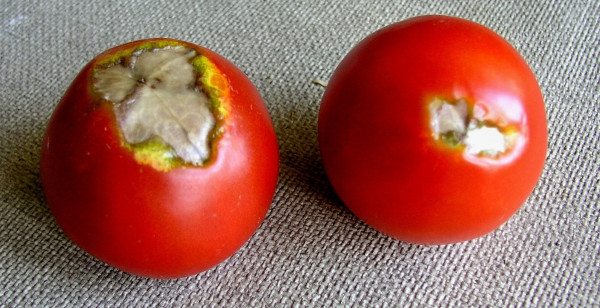Příznaky deficience vápníku na rajčeti