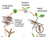 Životní cyklus Plasmodiophora brassicae (zdroj: Universita Ohio)