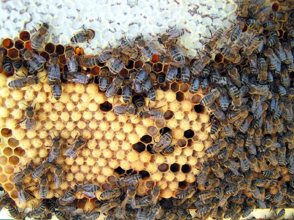 Včelařství je obor důležitý pro celé zemědělství, kde lze navíc názorně pozorovat koloběh života