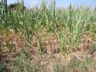 Vláhový deficit za extrémního sucha se projevil i na kukuřici (srpen 2015), i přes poškozené listy plodina poskytla relativně obstojný výnos
