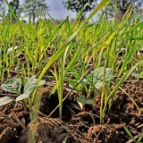 Aktuální přehled ochrany polních plodin - srpen a září 2020