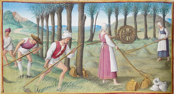Agrolesnictví kolem roku 1500: kosení trávy mezi stromy v iluminovaném rukopisu francouzského původu