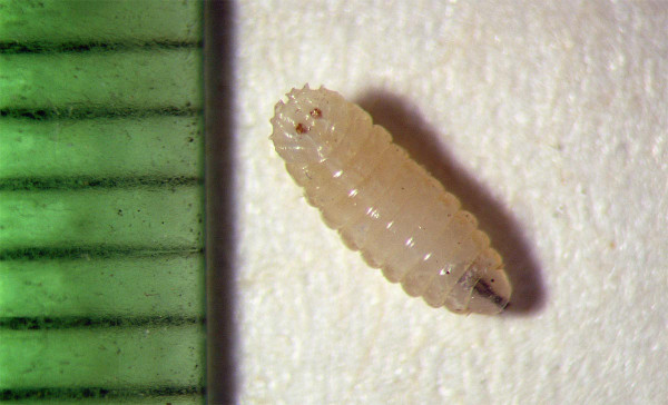 Obr. 3: Larva květilky zelné