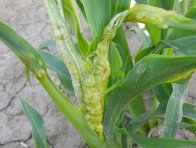 Počáteční stadium obecné snětivosti kukuřice