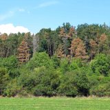 Zhodnocení výskytu biotických škodlivých činitelů lesa v roce 2022 a 2023