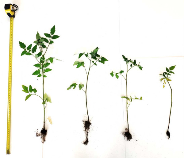 Rostliny z druhého pokusu - varianta M1, odrůda Start S F1; největší rostlina (1.): kontrola, 2. rostlina: ošetřená 25% výluhem, 3. rostlina: ošetřená 50% výluhem, 4. rostlina: ošetřená 100% výluhem