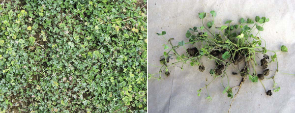 Obr. 7: Rostliny jetele podzemního dobře pokrývají povrch půdy (vlevo); jeho vlastnost zavrtávat květní hlávky po odkvětu pod zem (vpravo) zajišťuje i dlouhověkost porostu na stanovišti