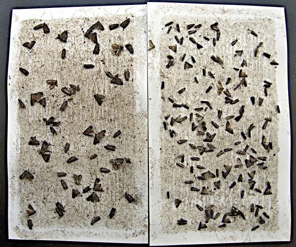 Na lepové desce feromonového lapáku zachyceni motýli obaleče jablečného (vlevo) a obaleče švestkového (vpravo)