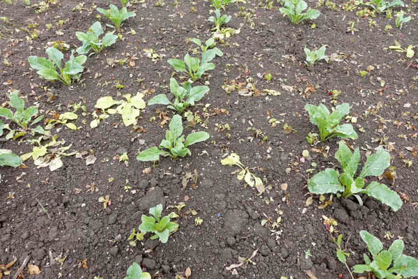 Obr. 7: Působení dělené aplikace herbicidu Conviso One (0,5 + 0,5 l/ha) na plevele a plevelnou řepu ve Smart odrůdě cukrové řepy