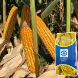 Výkonnost a plasticita kukuřic Soufflet Seeds opět prověřena