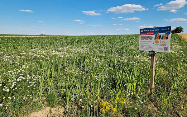 Pole s kukuřicí z projektu „Podívej se do pole“ v Agropodniku Košetice, 2023