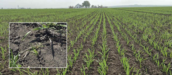 Kombinace Fenix + Foker (0,3 + 0,075 l/ha) zajistí komplexní odplevelení ozimé pšenice s využitím 3 účinných látek