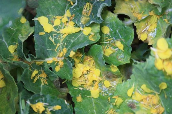 Zachycené petály na listech - optimální vlhkostní podmínky pro infekci