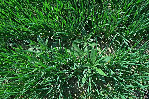 Pcháč oset v pšenici ve fázi vhodně k aplikaci herbicidu