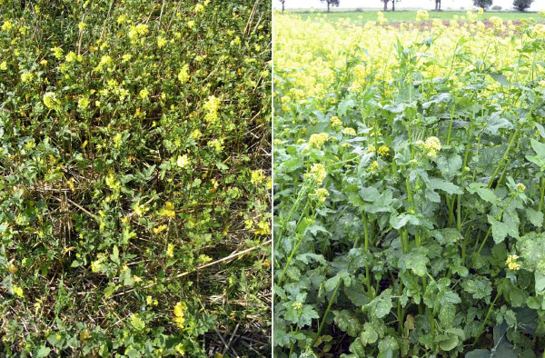 Obr. 1: Rostliny hořčice bílé reagují na nedostatek vody (vlevo) rychlejším vstupem do generativní fáze, včetně nižší produkce biomasy, ve srovnání s rostlinami neovlivněnými vodním stresem (vpravo)