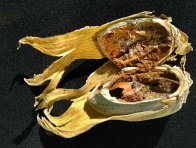 Larva nosatce lískového poškozuje plod