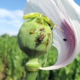 Aktuální přehled ochrany polních plodin - červen a červenec 2017