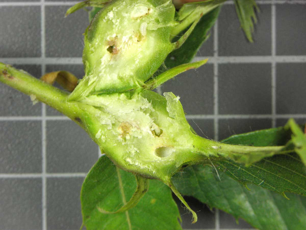 Obr. 6: Larvy hrčiarky gaštanovej (Dryocosmus kuriphilus) vo vnútri hálky na gaštane jedlom