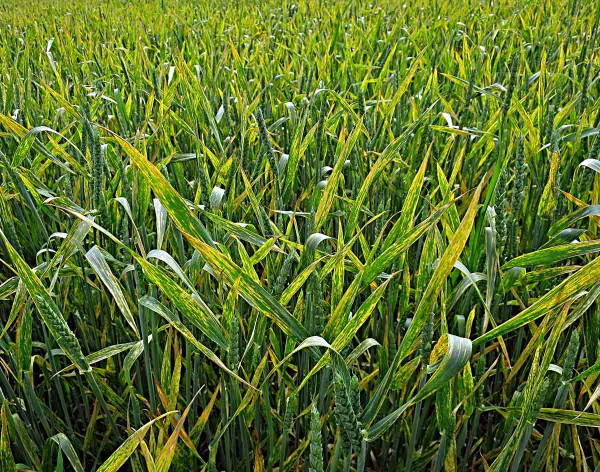 Rez plevová - žlutá rzivost pšenice – pohled do porostu