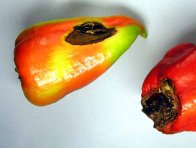 Suchá hniloba květního konce plodů paprik
