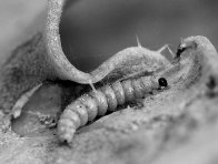 Housenka zápředníčka polního - škůdce řepky posledních dvou let