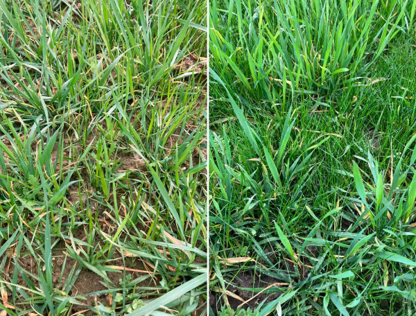Při kalamitním výskytu jednoletých trav použijte kombinaci Incelo® + Husar® Star + BioPower (0,333 kg + 0,1 kg + 1,0 l/ha)