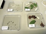 Ukázka účinnosti biologických přípravků na škůdce