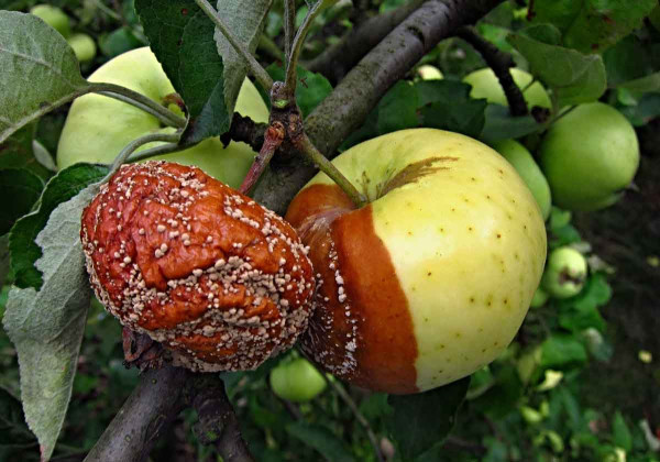 Moniliniová hniloba na jablku