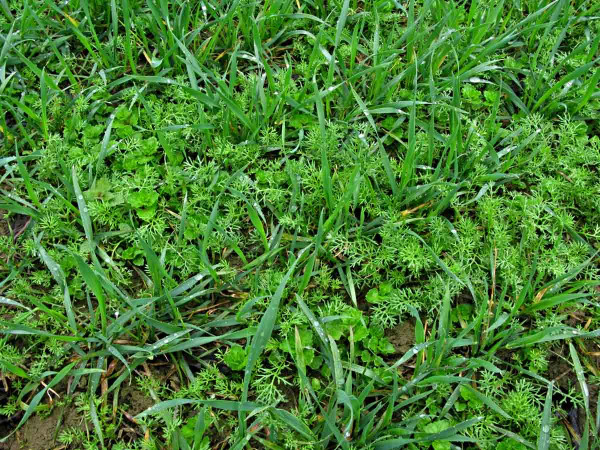 Na dvouděložné plevele v pšenici na jaře lze použít herbicidy