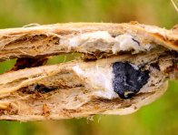 Sklerocia houby Sclerotinia sclerotiorum uvnitř napadeného stonku
