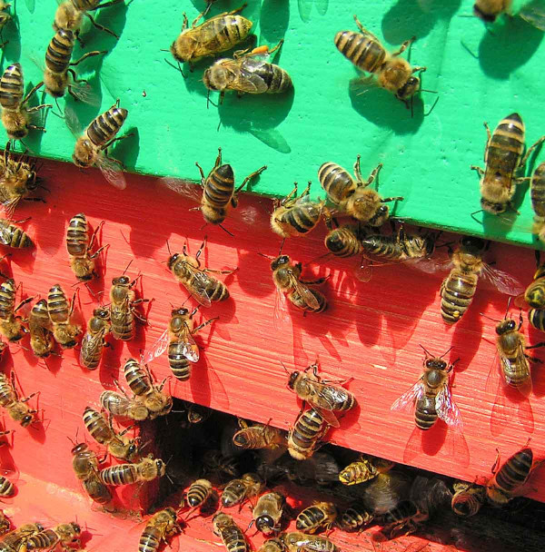 Včely v úlu spolupracují a předávají si donesený nektar, proto se otrava může velmi rychle šířit