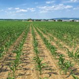 Herbicidní strategie do kukuřice od společnosti AgroProtec