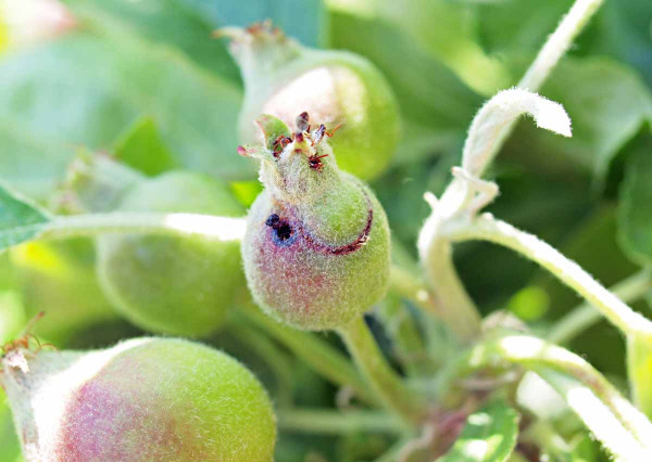 Na počátku růstu plůdků můžeme nacházet příznaky primárního žíru pilatky jablečné