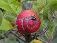 Jablko poškozené pilatkou jablečnou
