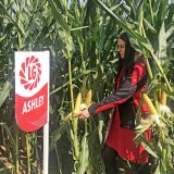 Ashley zná odpověď na ekonomiku zrnové kukuřice