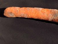 Pochmurnatka mrkvová napadá kořen mrkve