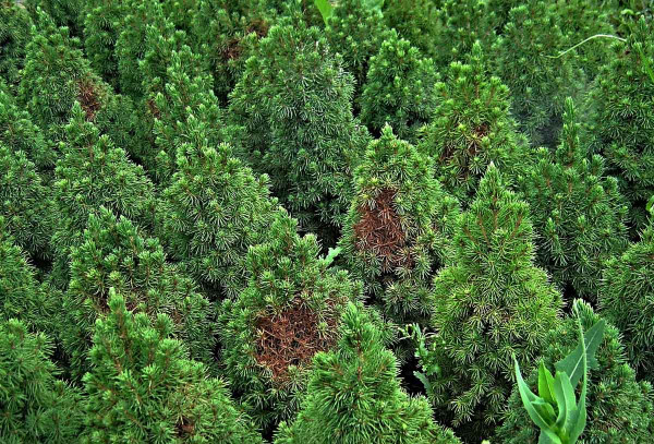 Poškození sviluškami na Picea glauca var. conica