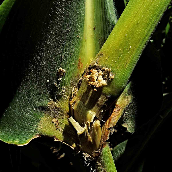 Poškození stébel kukuřice zavíječem kukuřičným