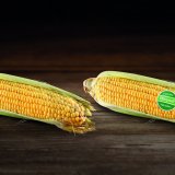 Revyluce ve fungicidní ochraně kukuřice, cesta ke kvalitě a vysoké ekonomice