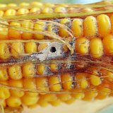 Choroby kukuřice